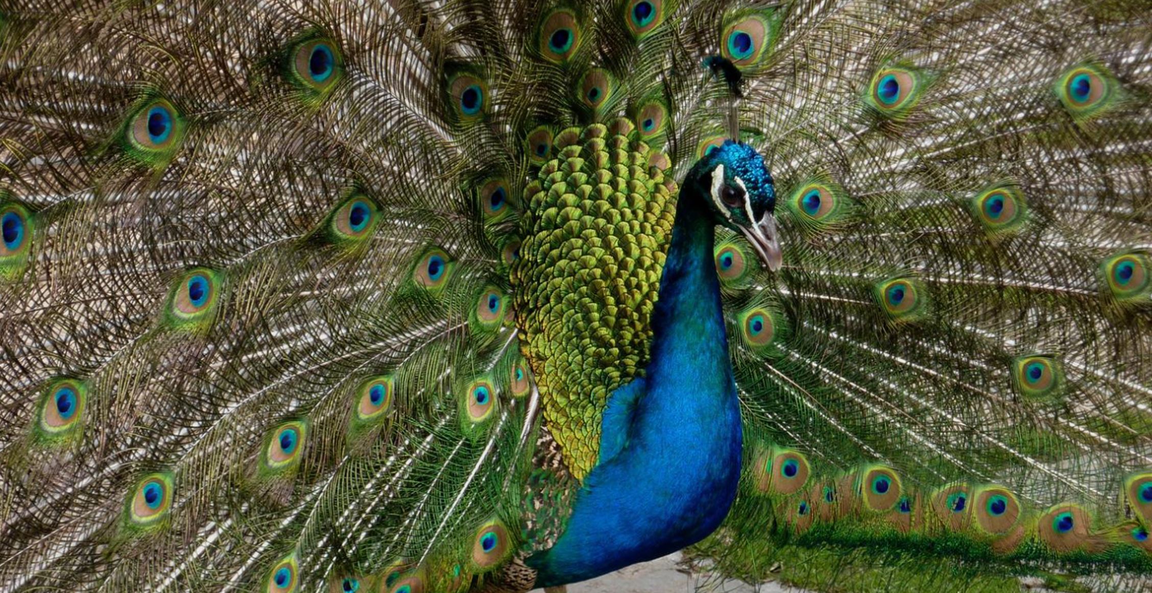 Vogelpark_Schotten