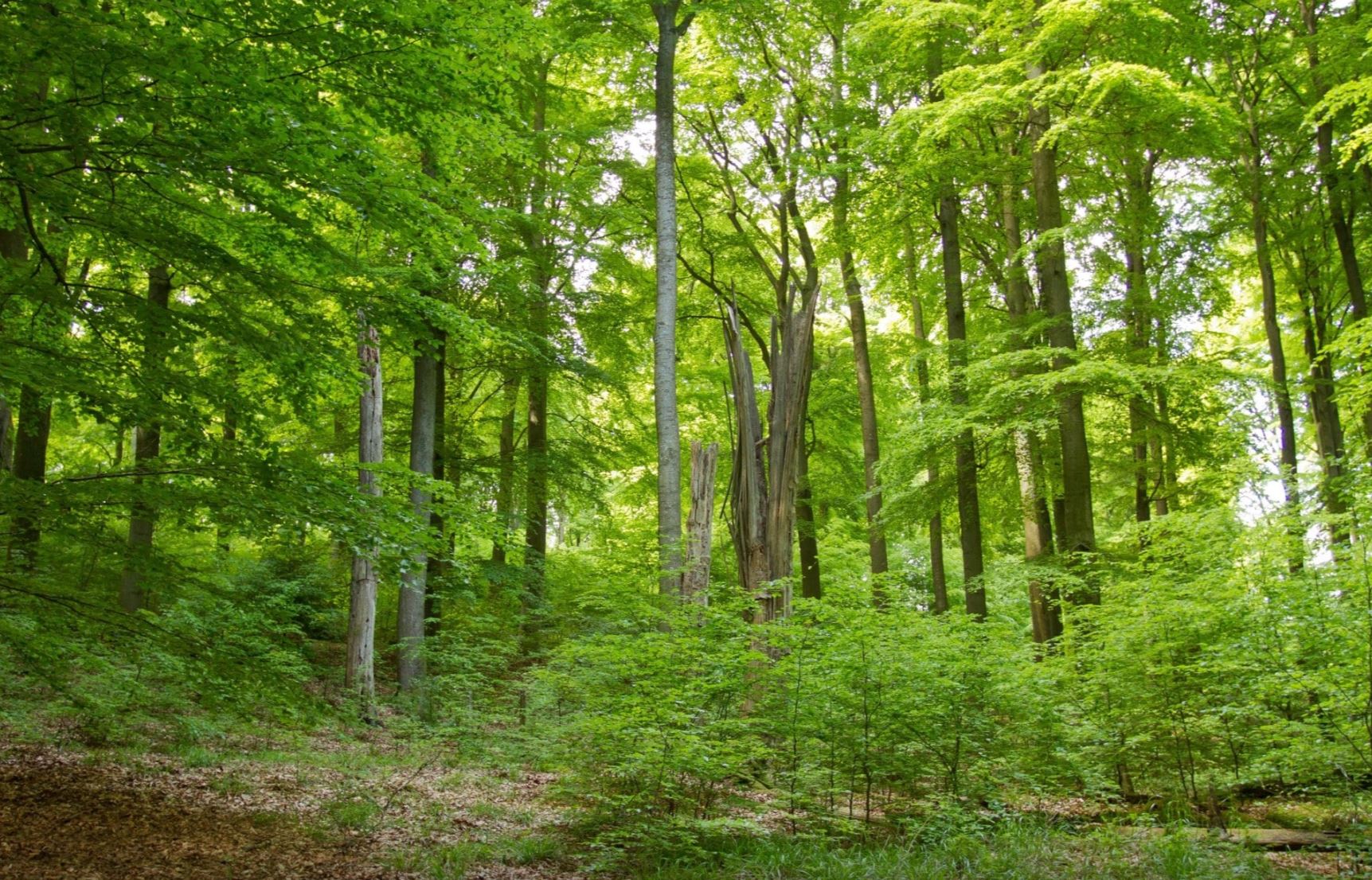 Wald